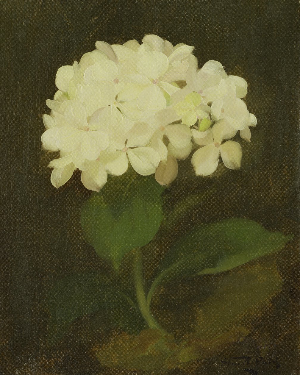 Vit hortensia (olja på duk) av Stuart Park