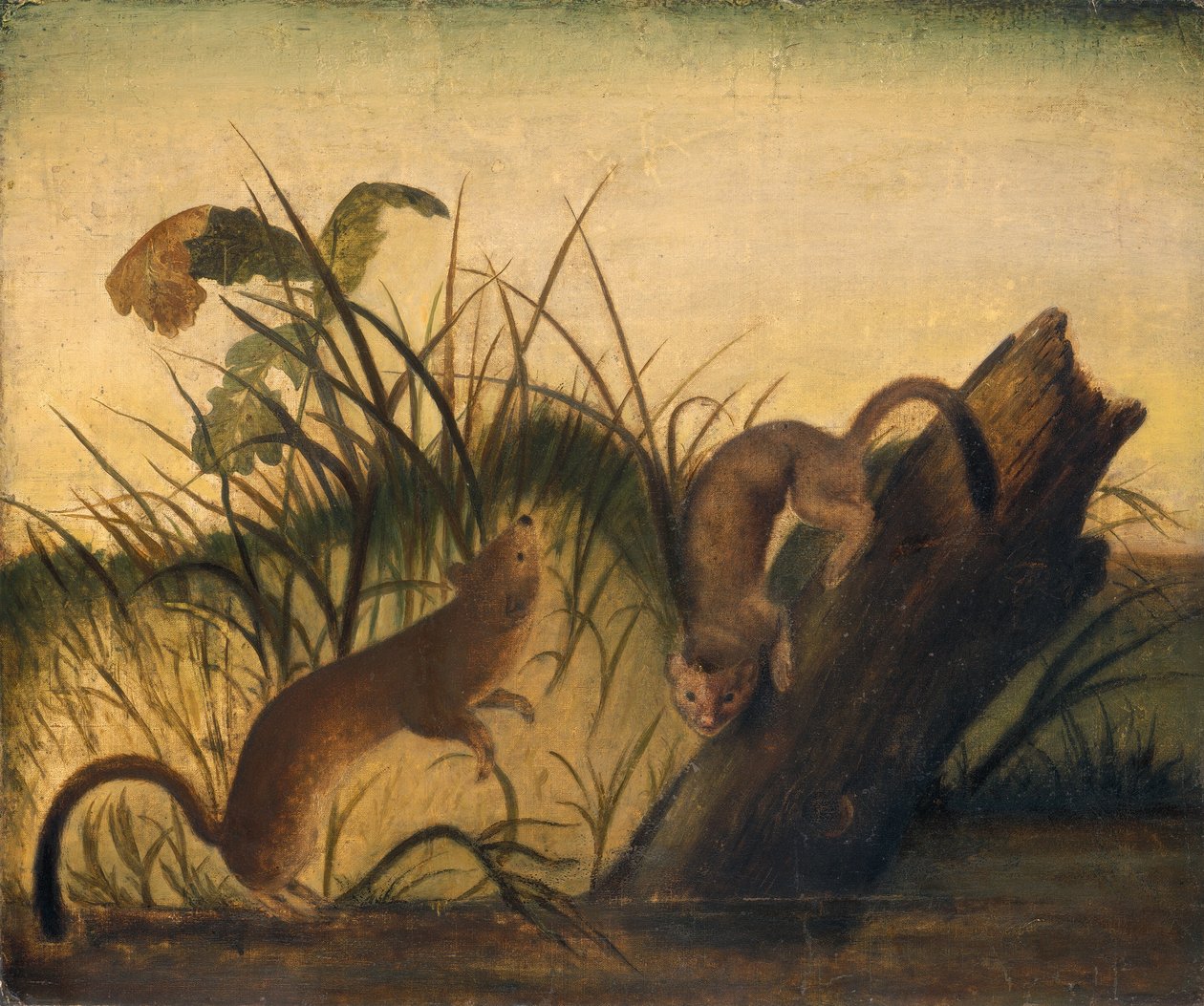 Långstjärtad vessla av Studio of John James Audubon
