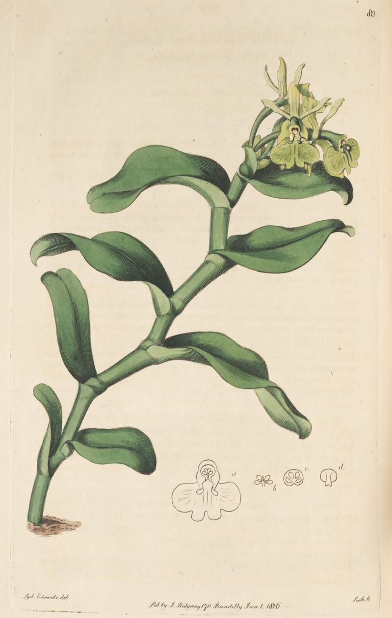 Illustration av Epidendrum umbelliferum (som syn. Epidendrum umbellatum) av Sydenham Teast Edwards