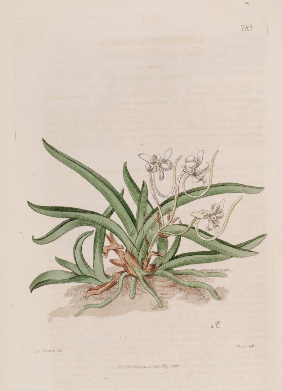 Illustration av Neofinetia Falcata (som syn. Limodorum Falcatum) av Sydenham Teast Edwards
