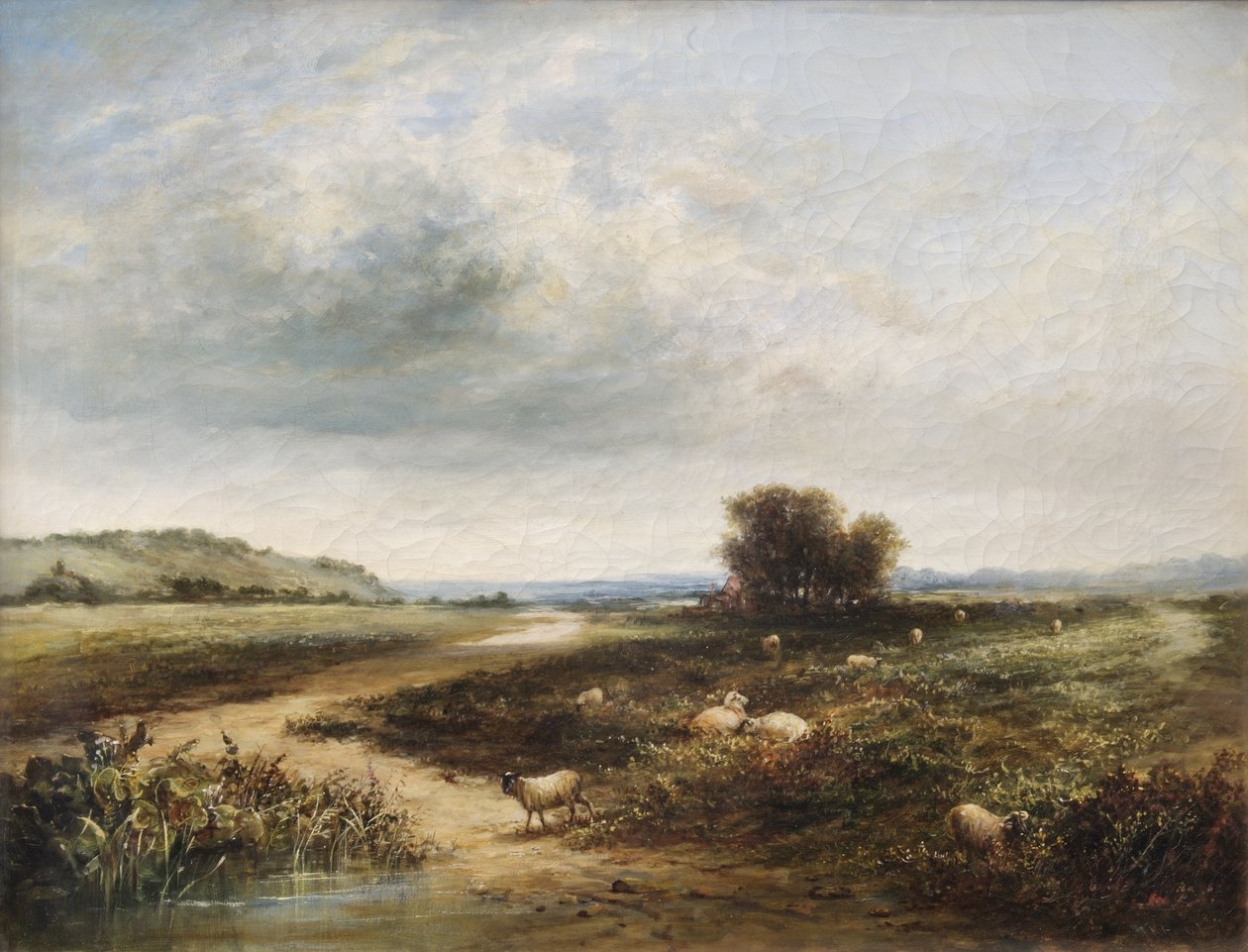 Får på en allmänning av T. K. Atkinson