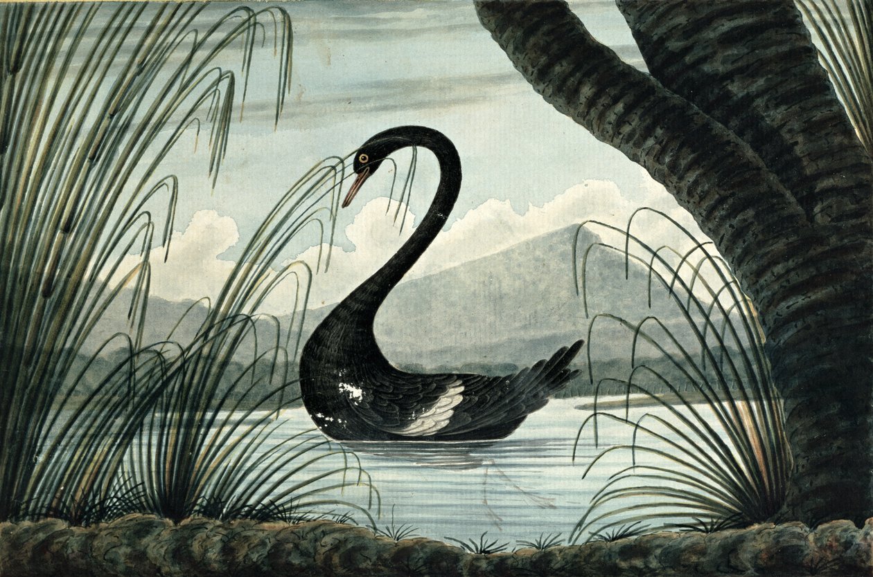 Den svarta svanen, 1813 av T.R. Browne