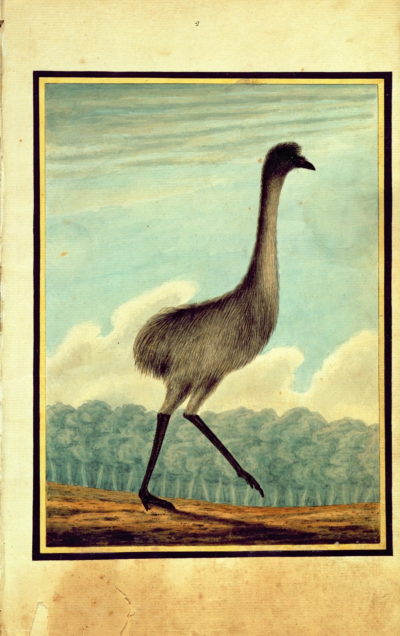 Emue (sic), 1813 av T.R. Browne