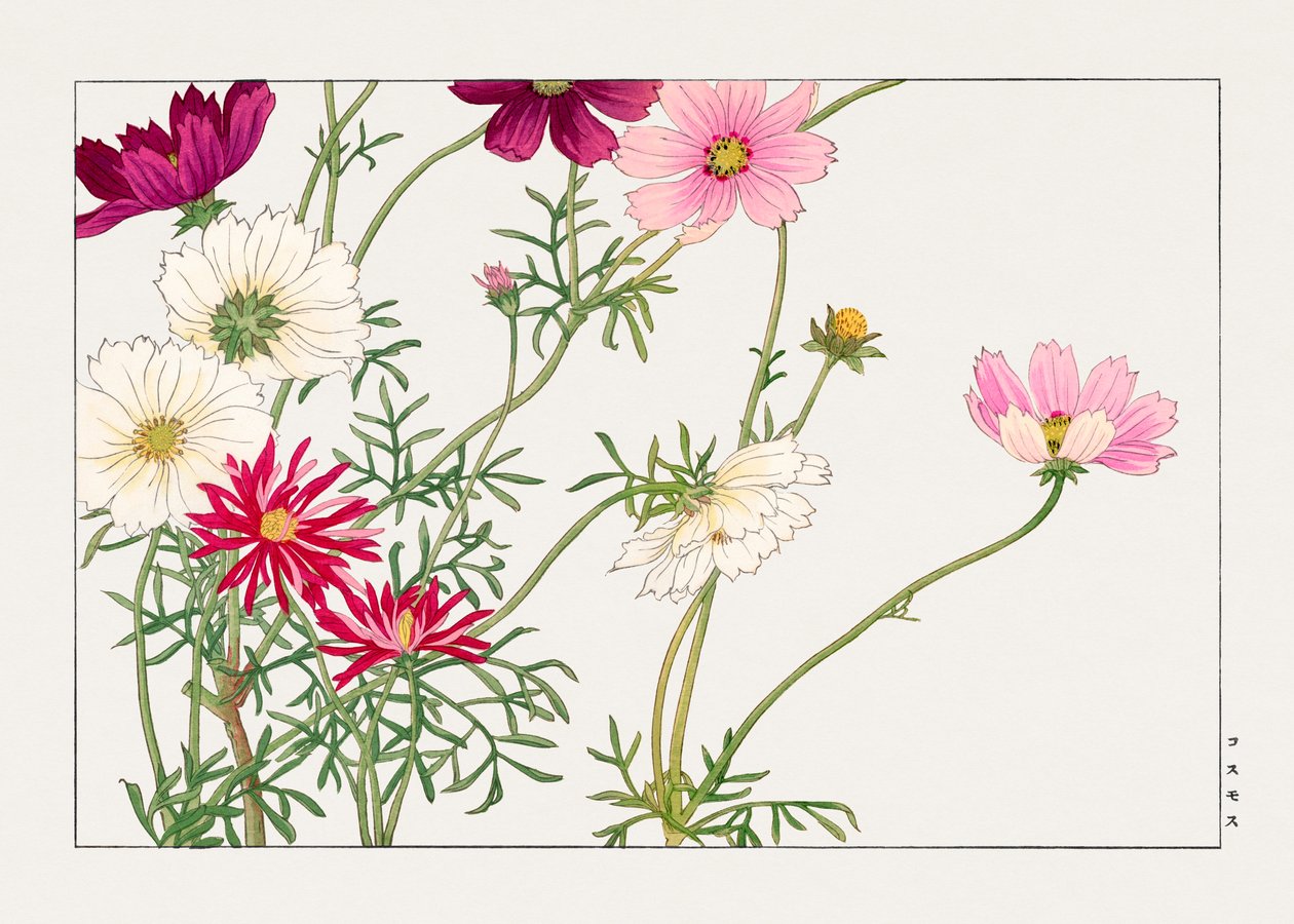 Kosmosblomma från "Seiyou Sokazufu" av Tanigami Konan