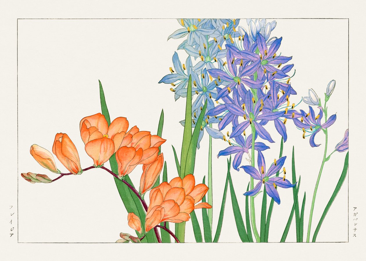 Freesia-blomma från "Seiyou Sokazufu" av Tanigami Konan