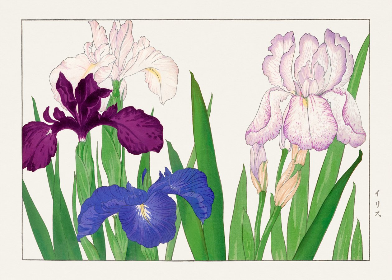 Irisblomma från "Seiyou Sokazufu" av Tanigami Konan