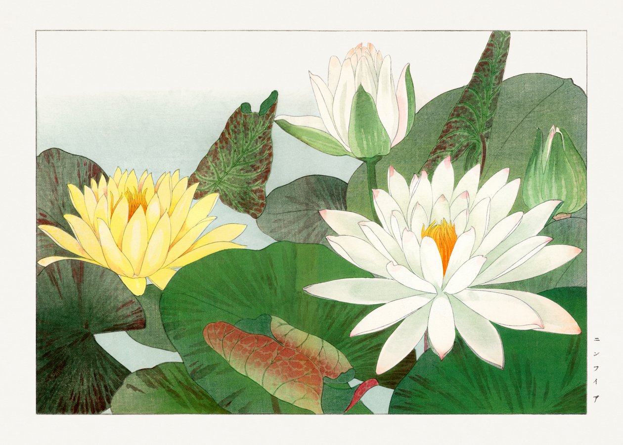 Nymphaea lotus från "Seiyou Sokazufu av Tanigami Konan