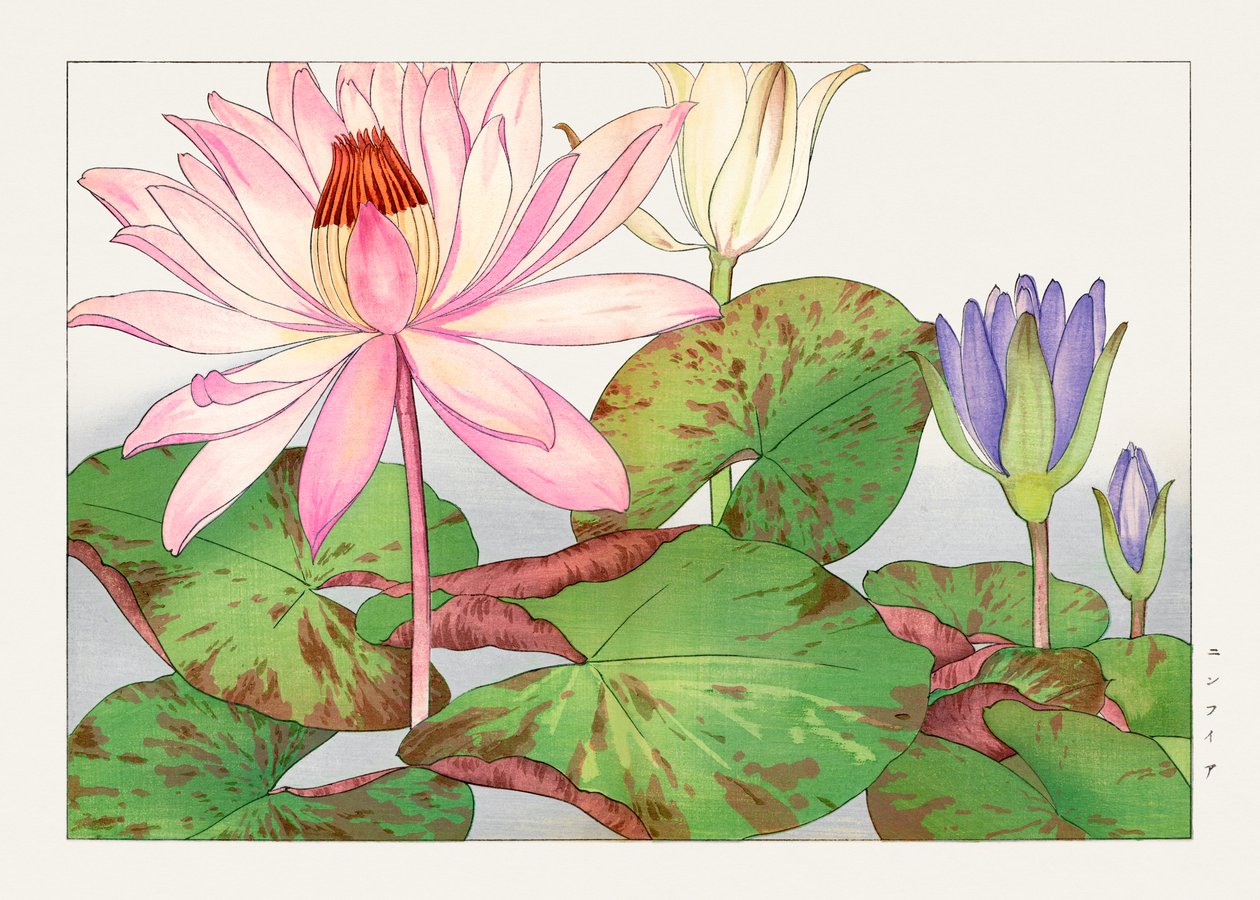 Nymphaea lotus från "Seiyou Sokazufu av Tanigami Konan