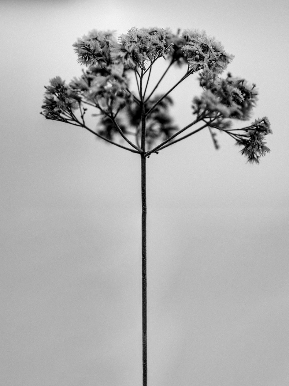 Amid the Flowers 1, 2021 (s/v-foto) av Teis Albers