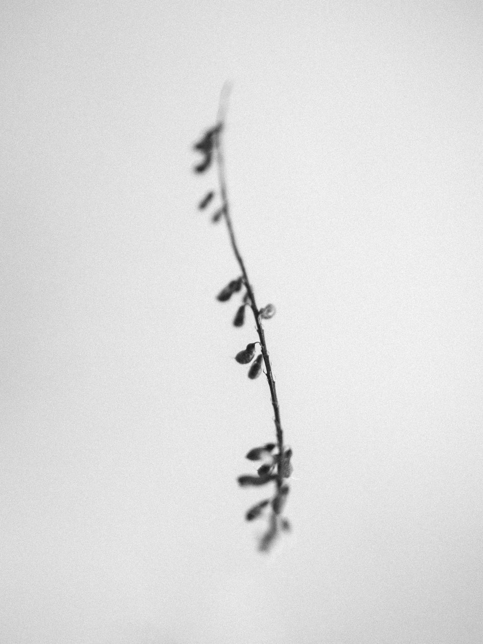 Amid the Flowers 22, 2021 (s/v-foto) av Teis Albers