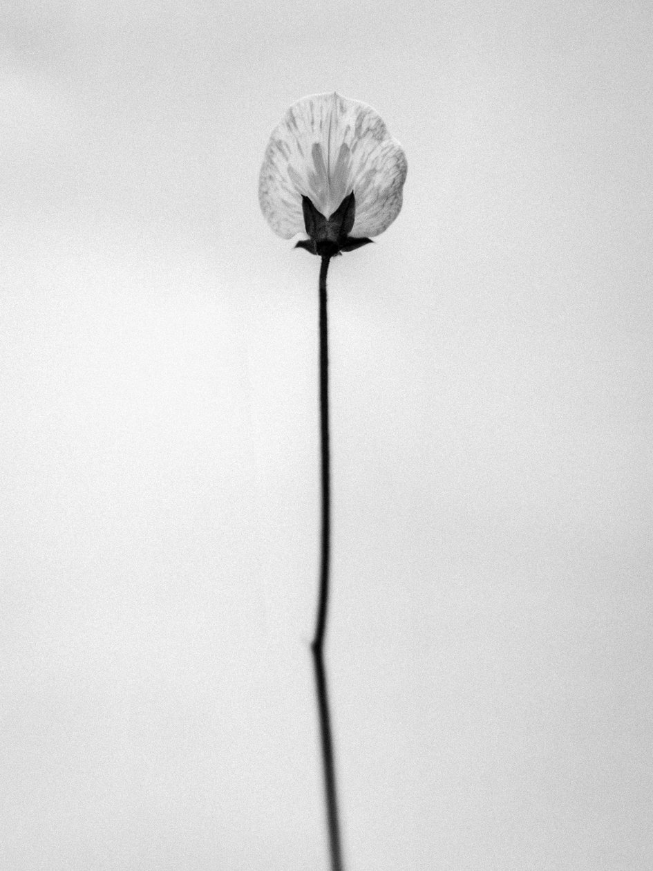 Amid the Flowers 26, 2021 (s/v-foto) av Teis Albers