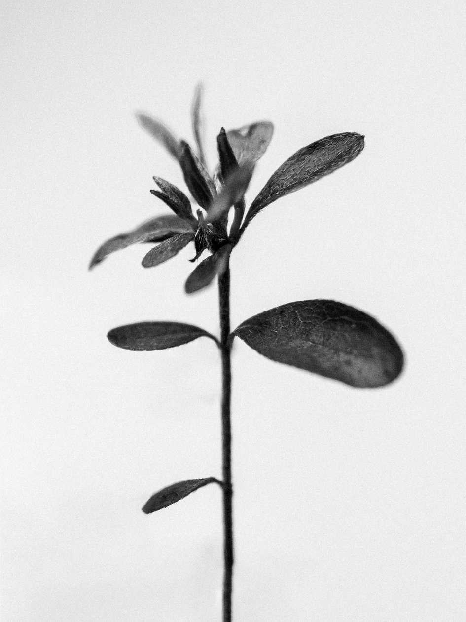 Amid the Flowers 30, 2021 (s/v-foto) av Teis Albers