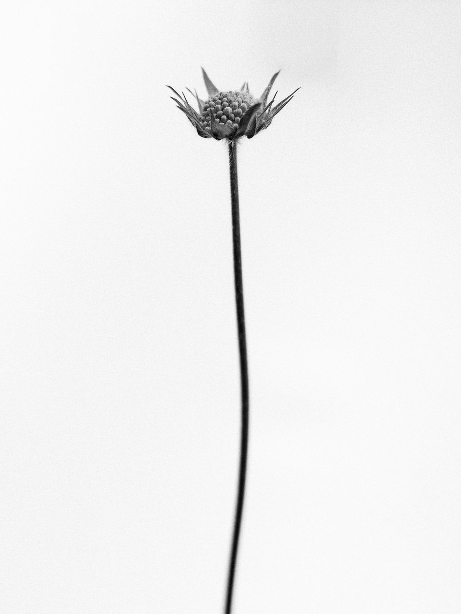 Amid the Flowers 33, 2021 (s/v-foto) av Teis Albers