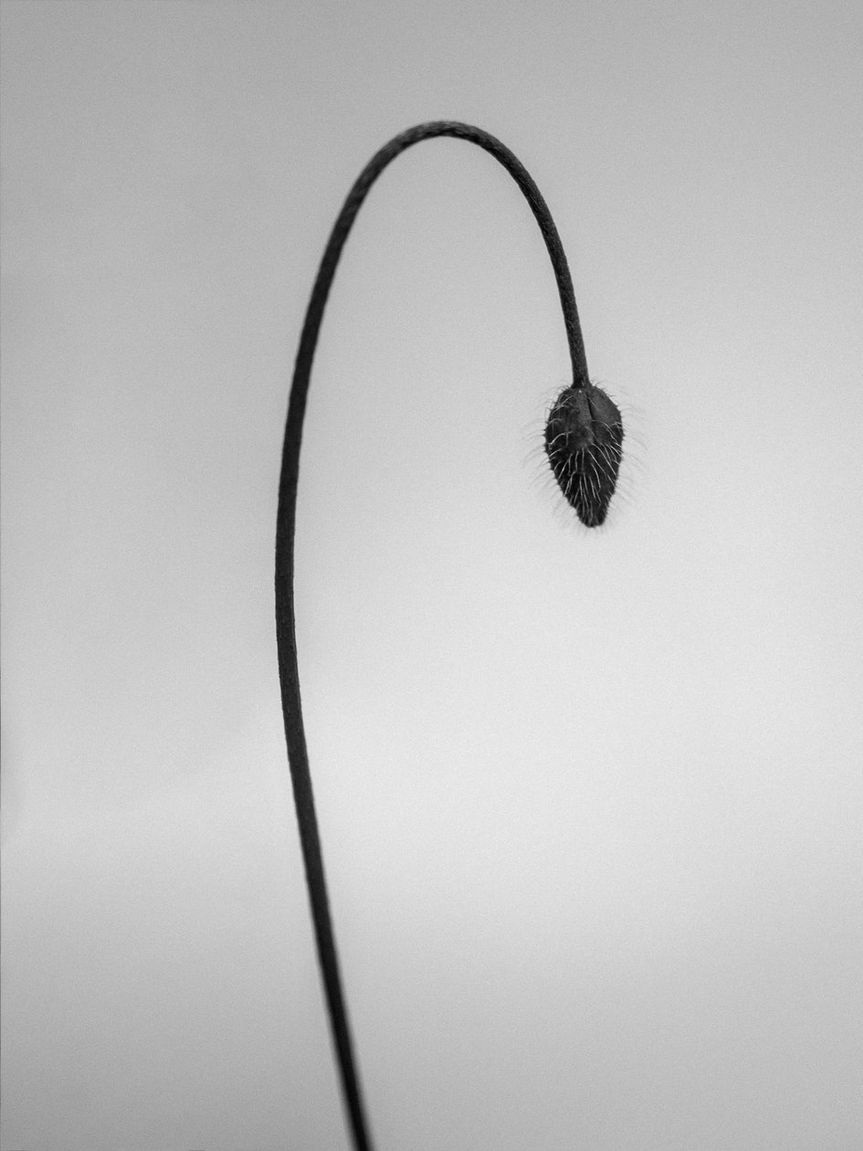 Amid the Flowers 39, 2021 (s/v-foto) av Teis Albers