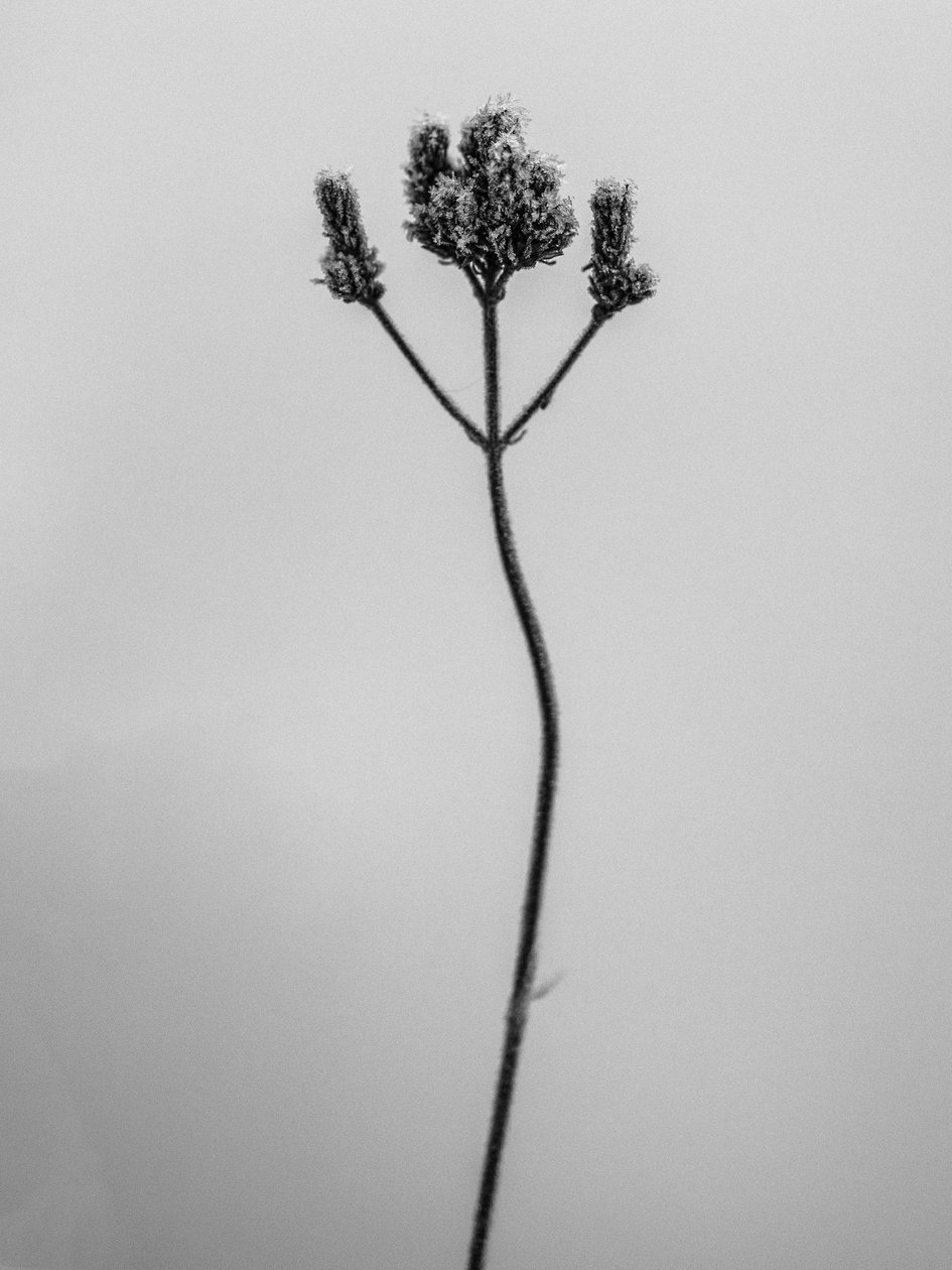 Amid the Flowers 3, 2021 (s/v-foto) av Teis Albers