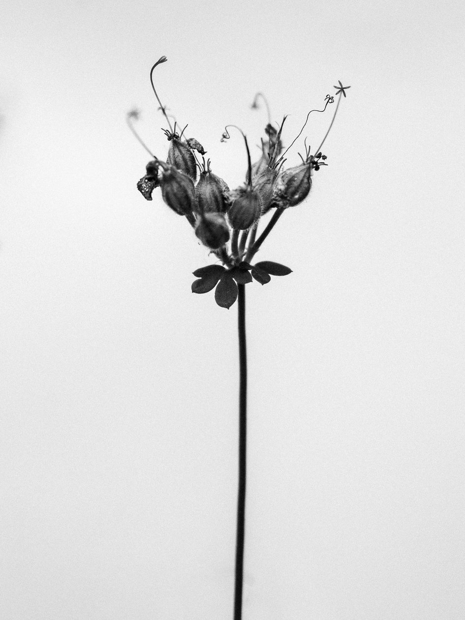 Amid the Flowers 42, 2021 (s/v-foto) av Teis Albers
