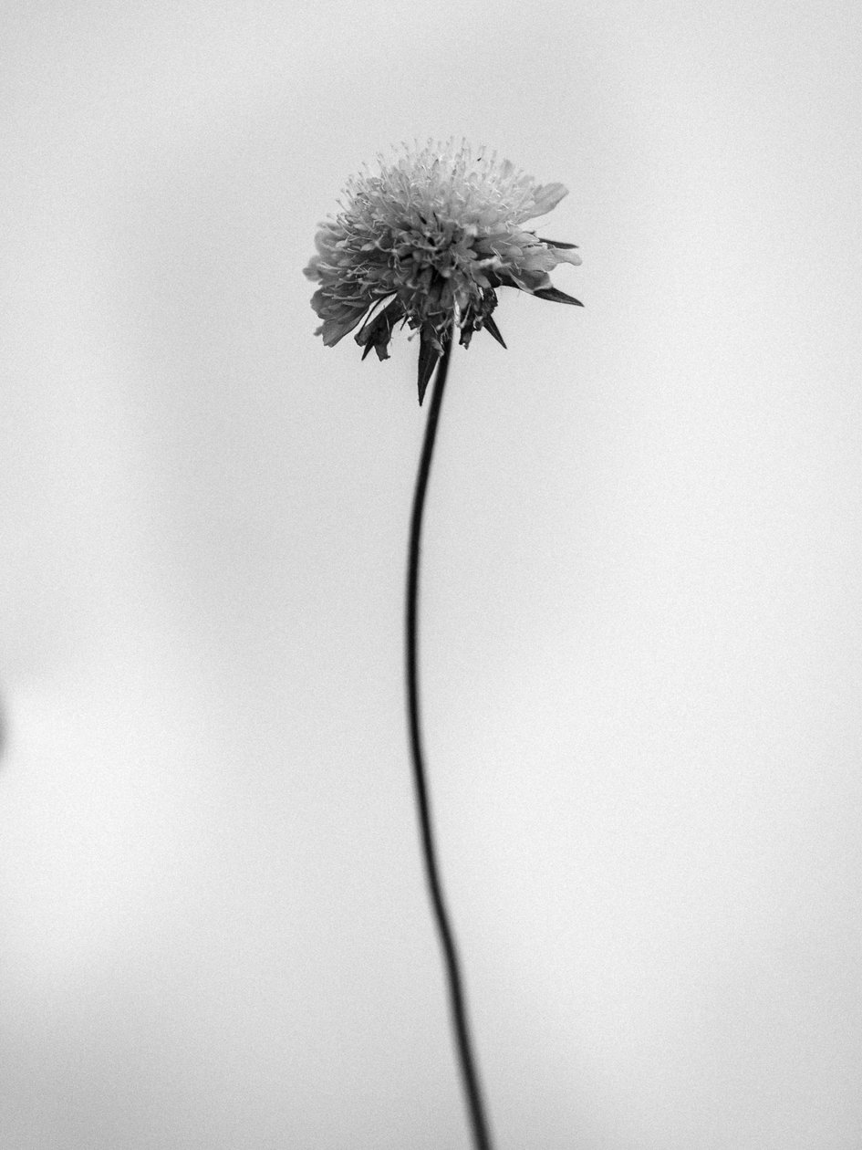 Amid the Flowers 44, 2021 (s/v-foto) av Teis Albers