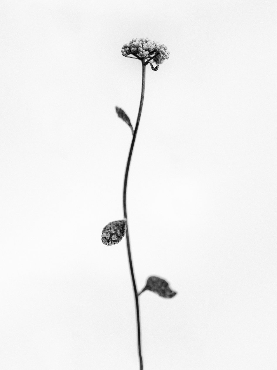 Amid the Flowers 50, 2021 (s/v-foto) av Teis Albers