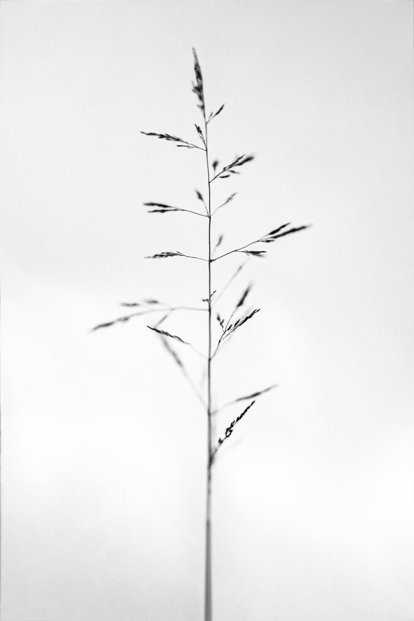 Amid the Flowers 51, 2021 (s/v-foto) av Teis Albers