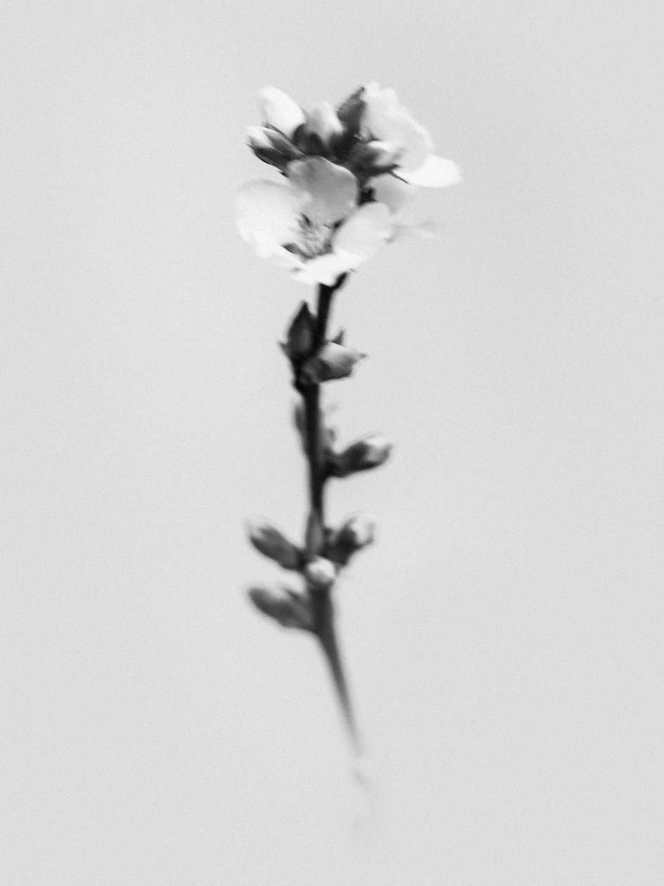 Amid the Flowers 55, 2021 (s/v-foto) av Teis Albers