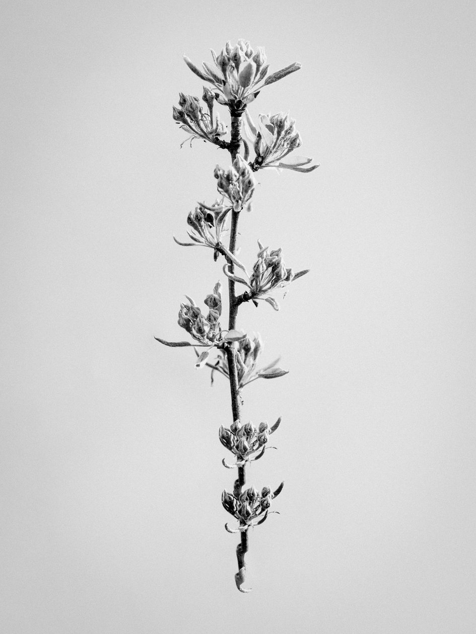 Amid the Flowers 59, 2021 (s/v-foto) av Teis Albers