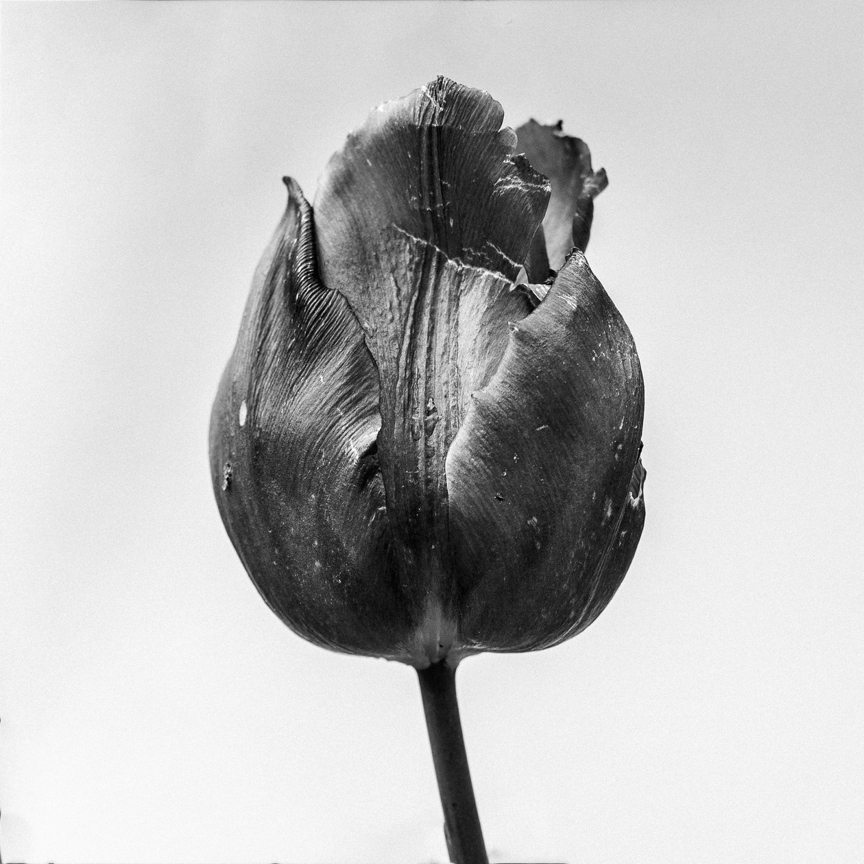 Amid the Flowers 64, 2021 (s/v-foto) av Teis Albers