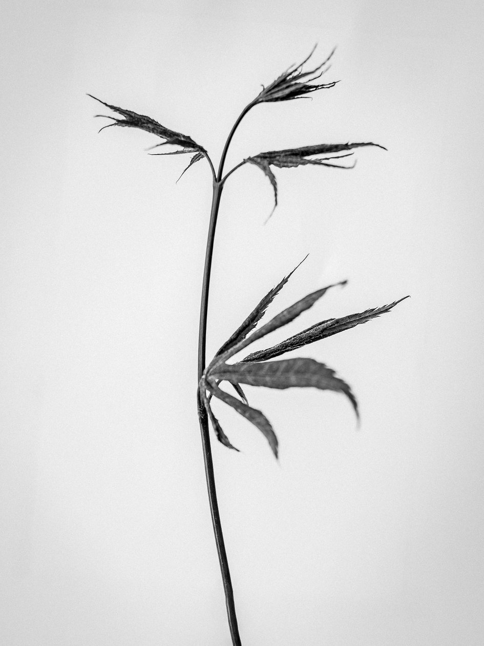 Amid the Flowers 65, 2021 (s/v-foto) av Teis Albers