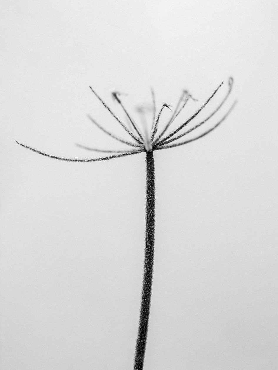 Amid the Flowers 6, 2021 (s/v-foto) av Teis Albers