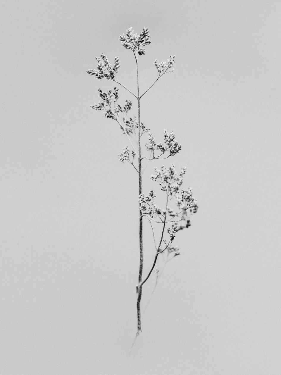 Amid the Flowers 76, 2021 (s/v-foto) av Teis Albers