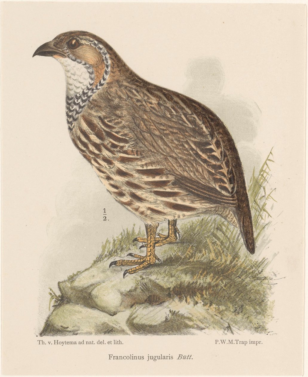 rapphöna (francolinus jugularis) av Theo van Hoytema