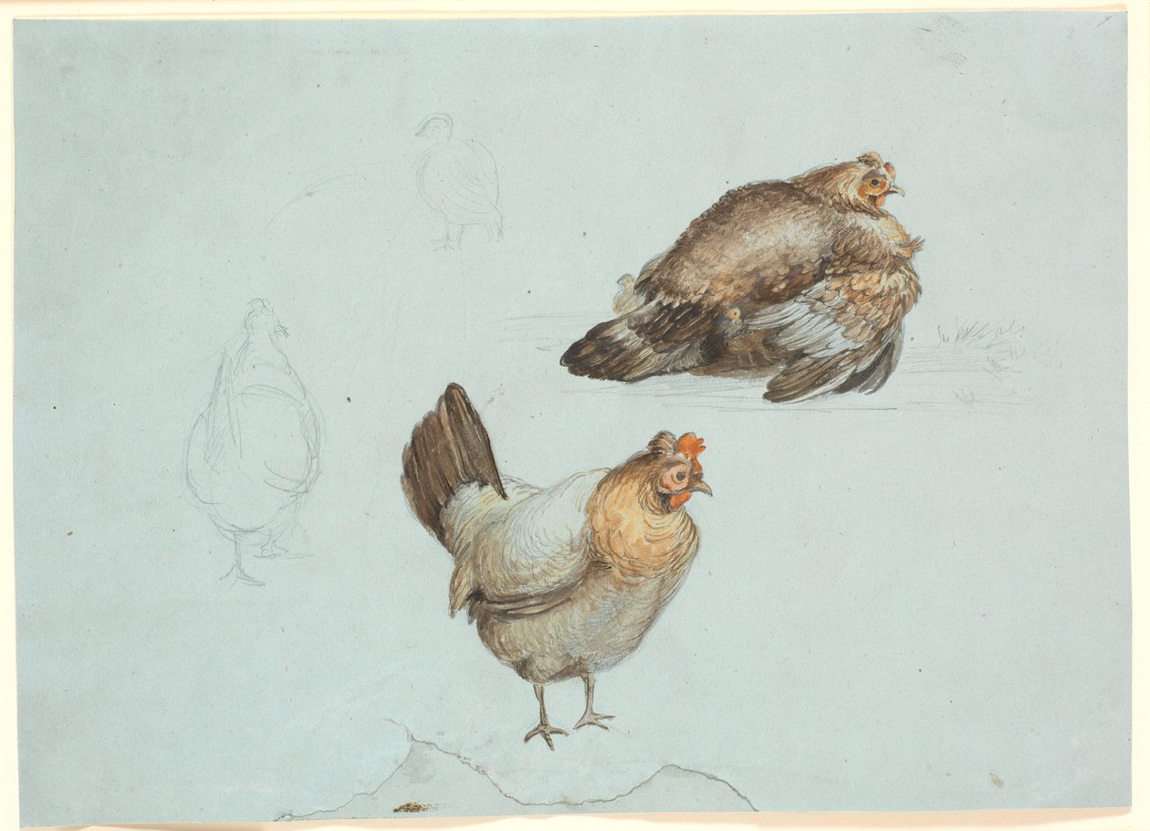 Kycklingar. Studie av Theodor Philipsen