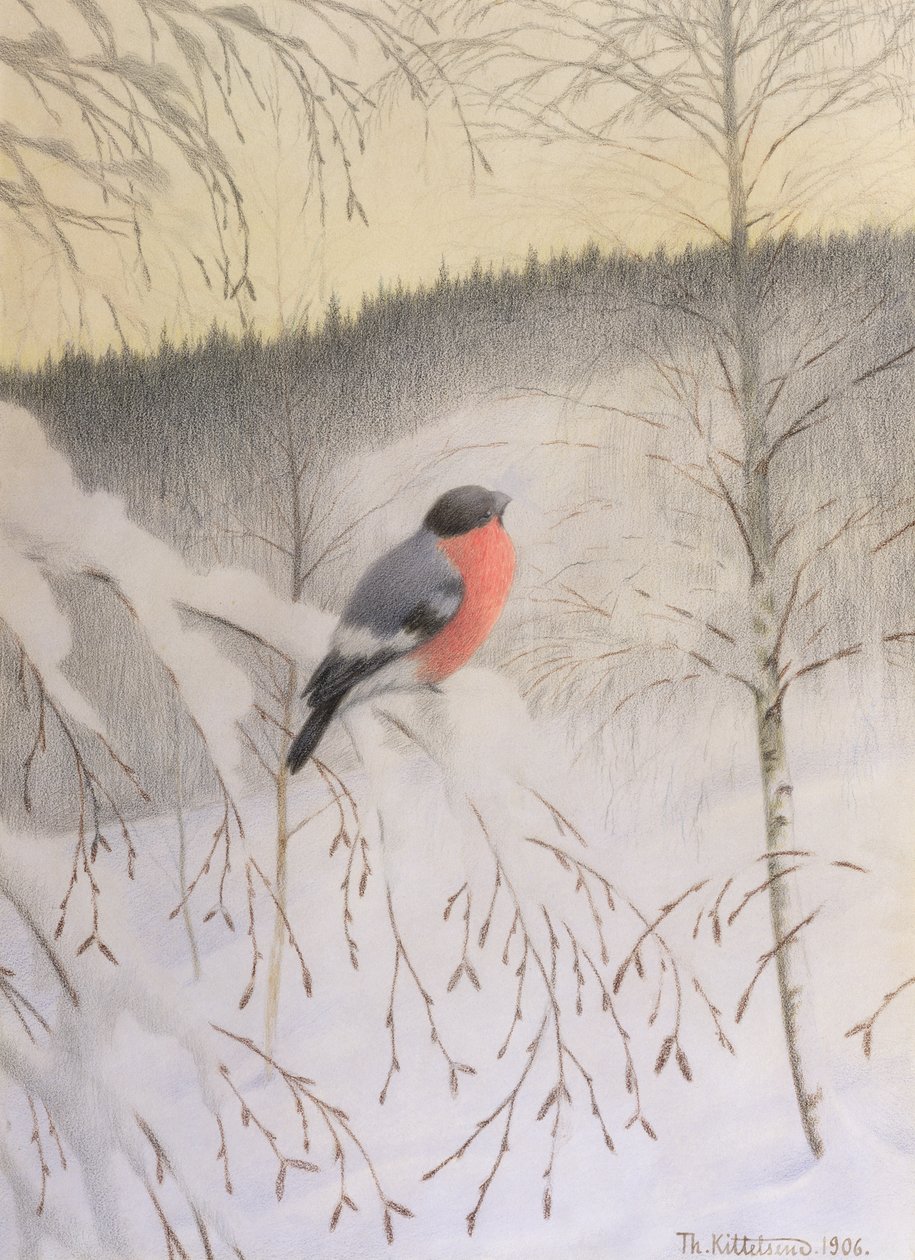 Domherre på Frostig kvist av Theodor Kittelsen