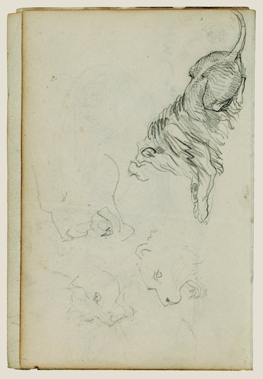 Fyra studier av lejon av Theodore Gericault