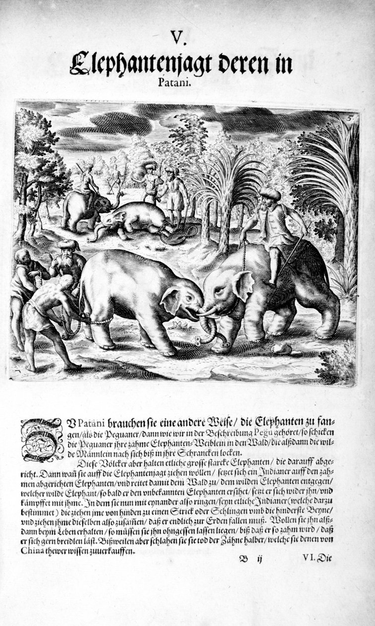 Elefanter som slåss, 1606 av Theodore de Bry