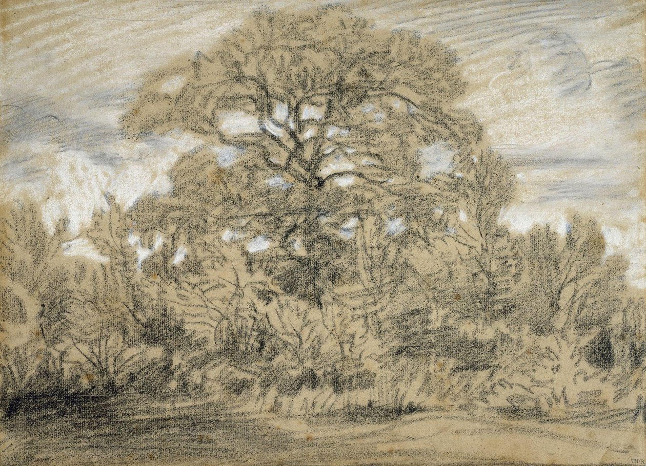 Study of an Oak Tree av Pierre Etienne Theodore Rousseau