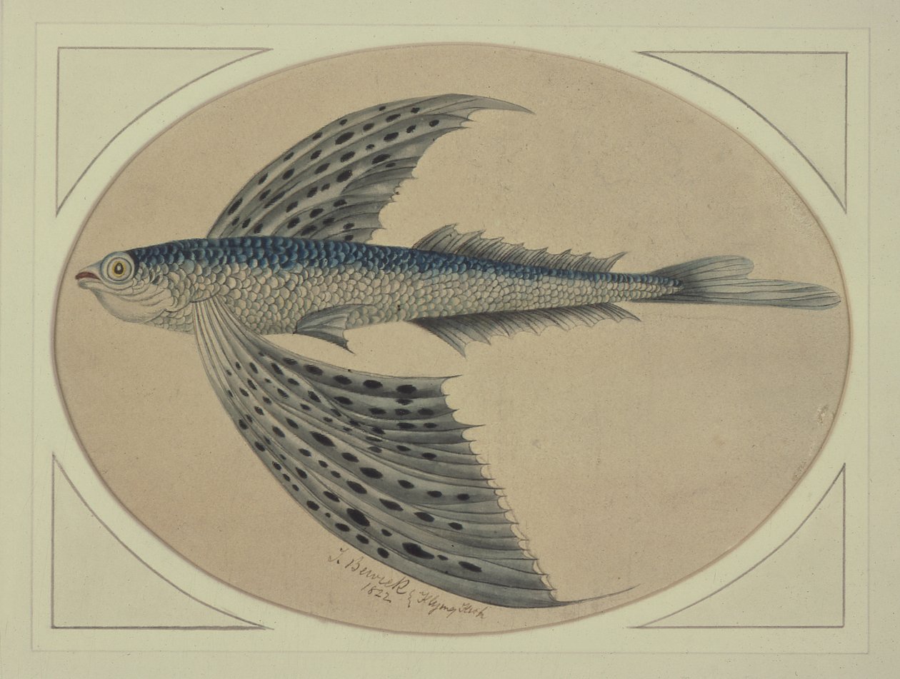 En flygande fisk av Thomas Bewick