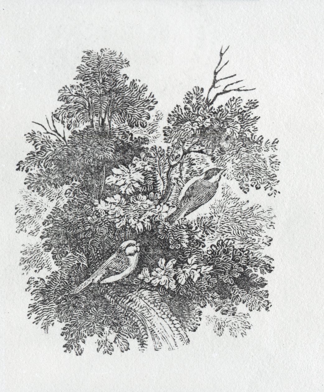 Long Tailed Mes från History of British Birds and Quadrupeds av Thomas Bewick