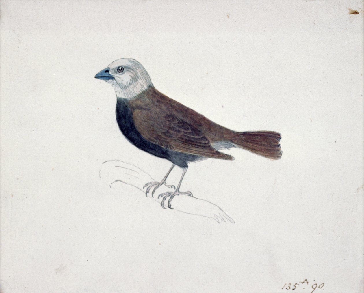 Malacca Crossbeak (trägravyr) av Thomas Bewick