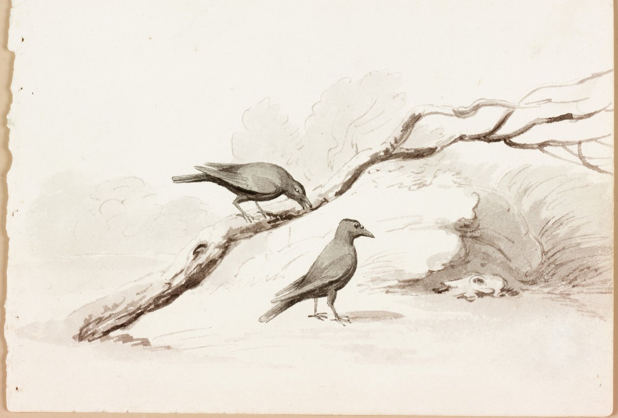 Två svarta kråkor (bläck på papper) av Thomas Bewick