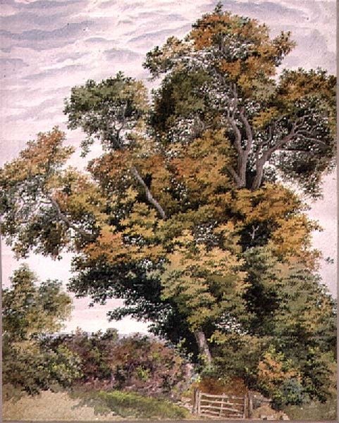 Utafiti wa Mti wa Oak, karne ya 19 av Thomas Collier