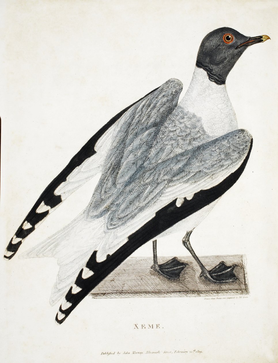 Xeme, illustration från A Voyage of discovery..., 1819 (handkolorerat gravyr) av Thomas Lewin