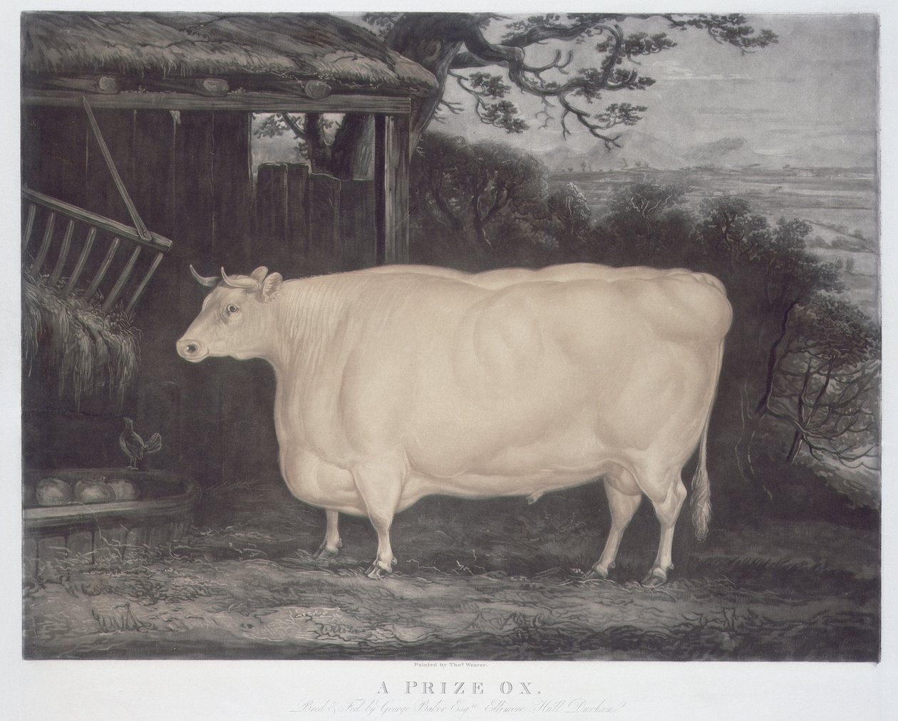 A Prize Ox, graverad av John Thompson, Smeaton, Yorks, 1831 (färggravyr) av Thomas Weaver