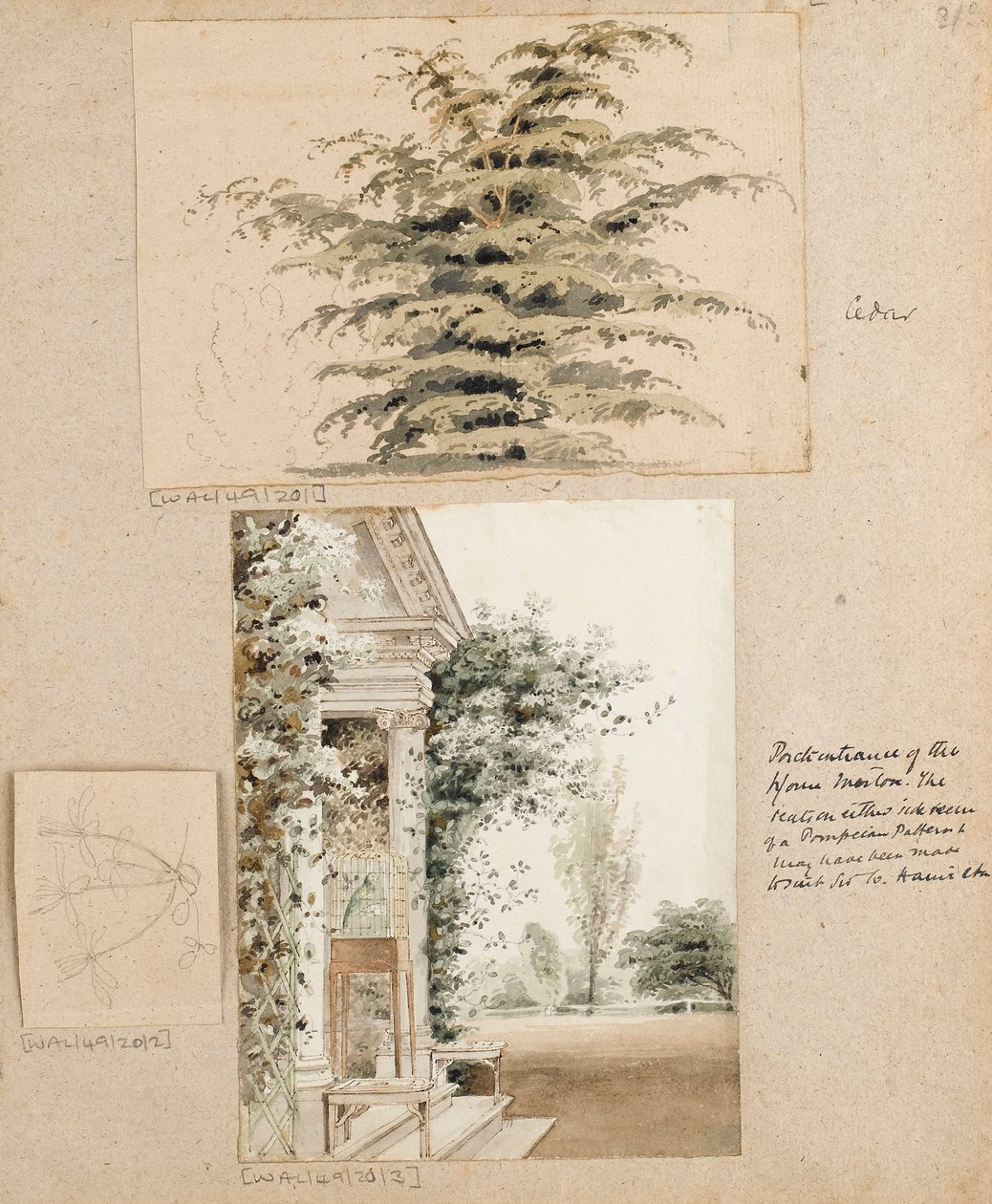 Studie av ett cederträd av Thomas Baxter