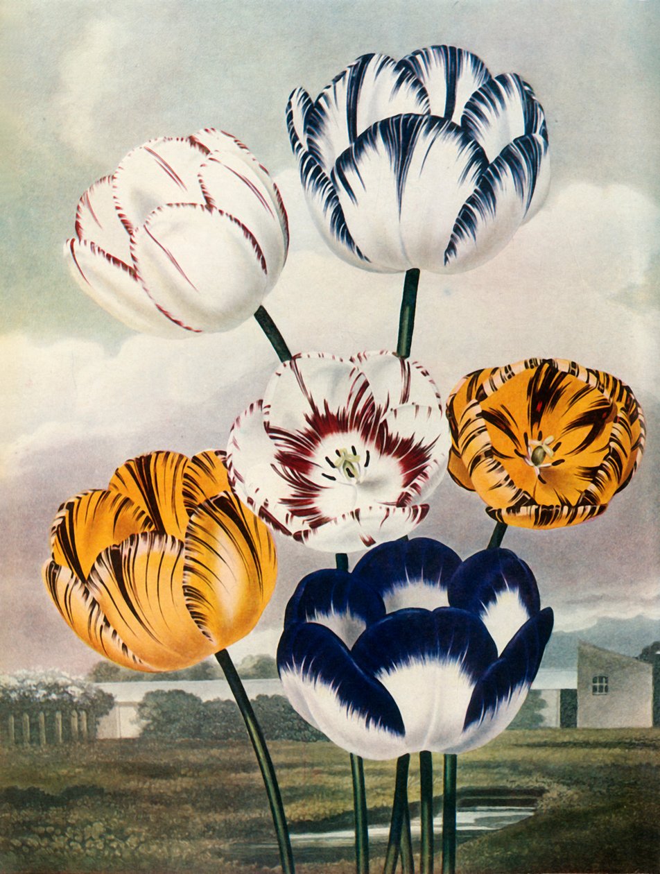 Tulpaner, c1802-1821, 1948. av Thomas Baxter