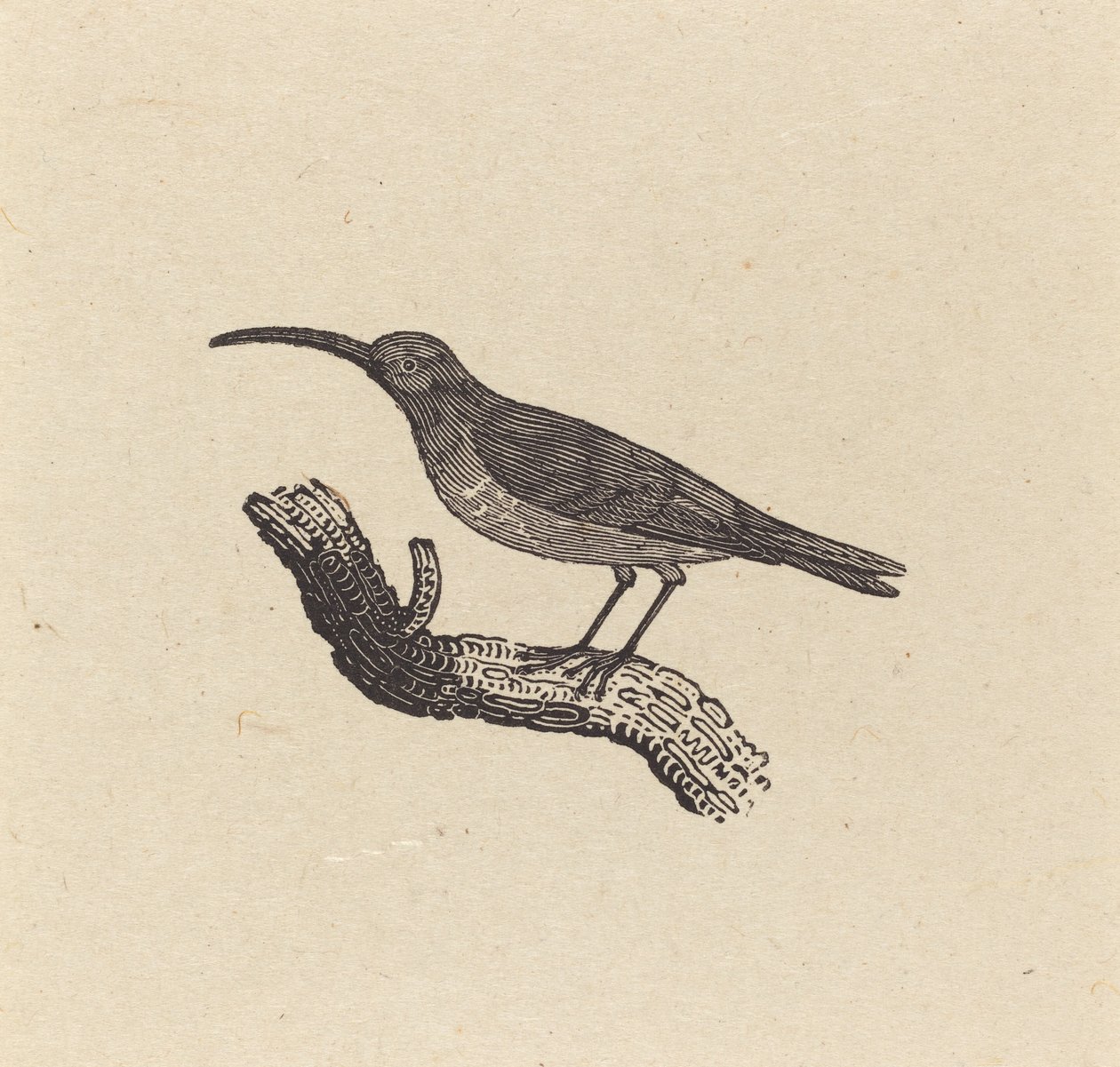 En fågel av Thomas Bewick