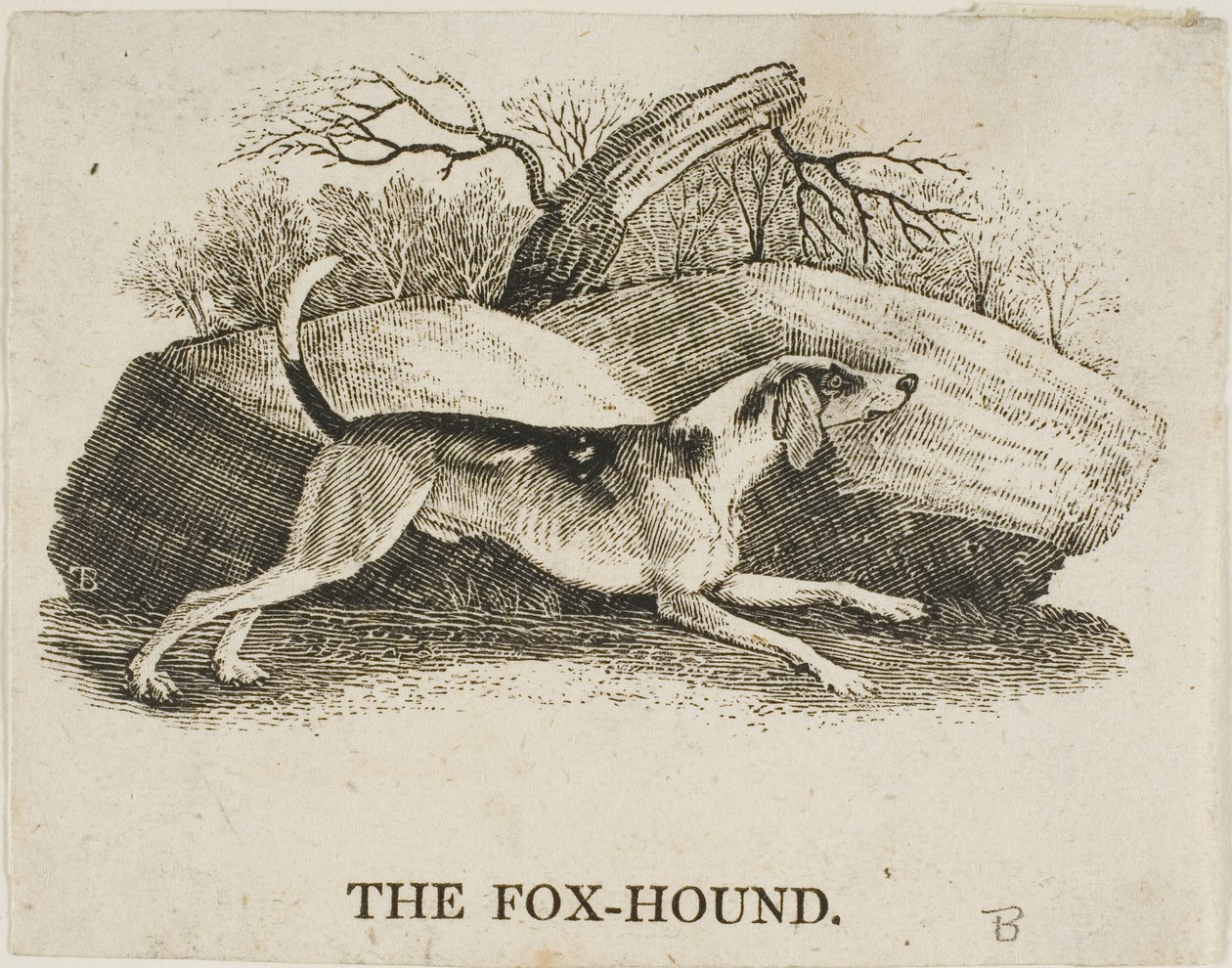Rävhund av Thomas Bewick