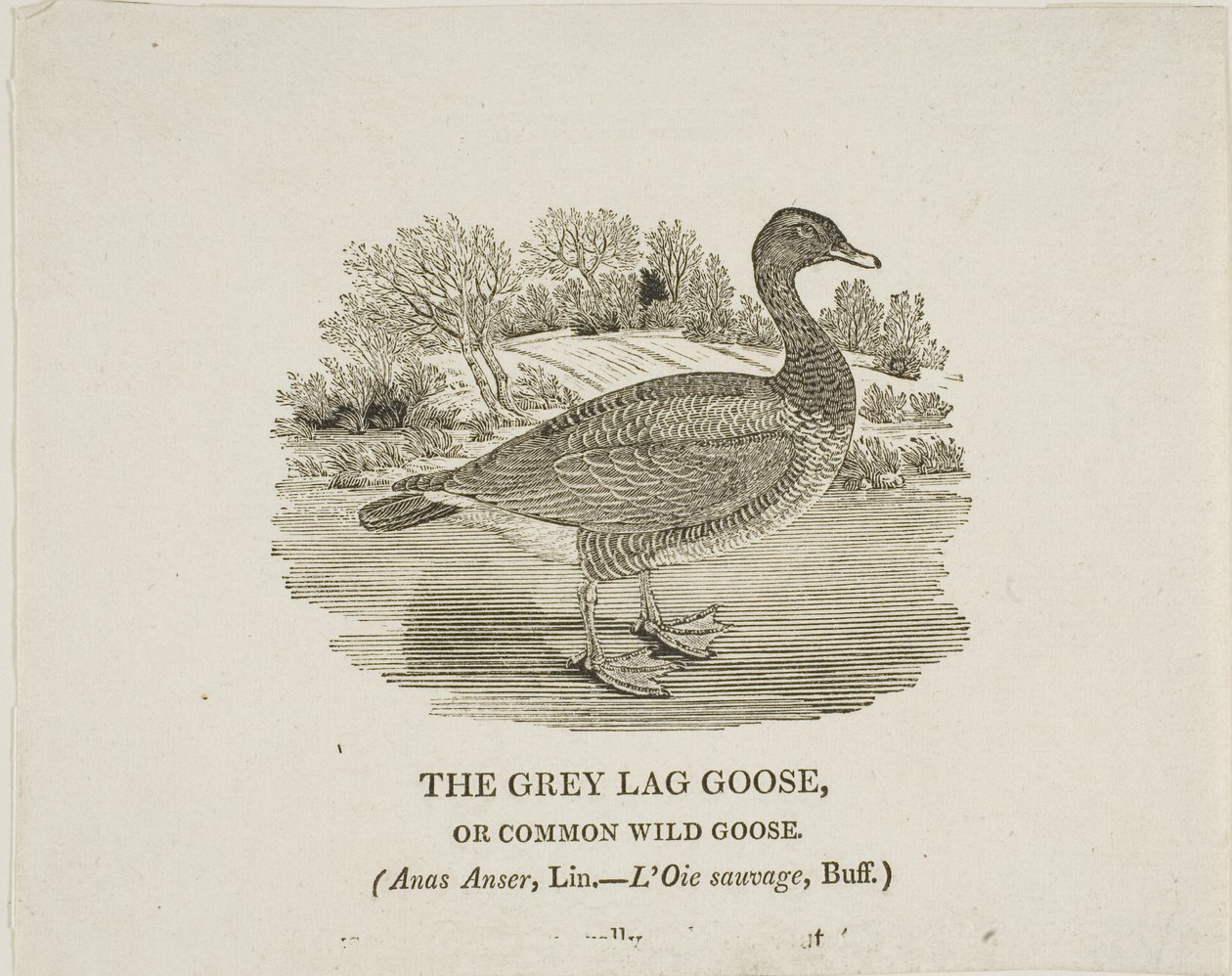 Grey Lag Goose av Thomas Bewick