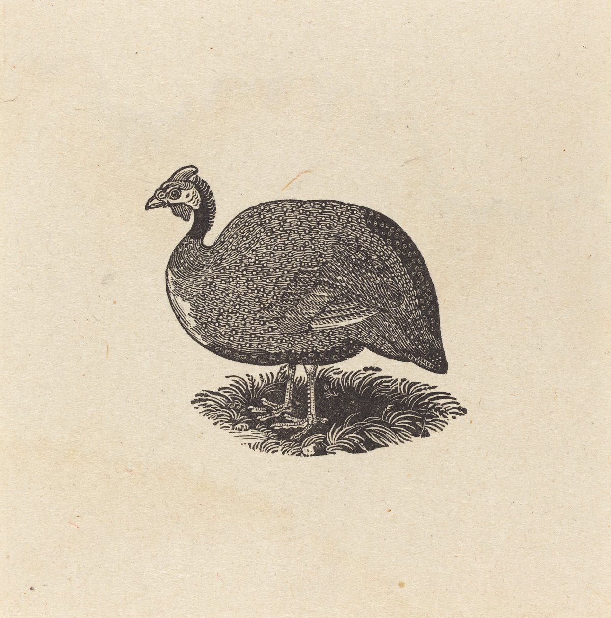 Guinea höna av Thomas Bewick