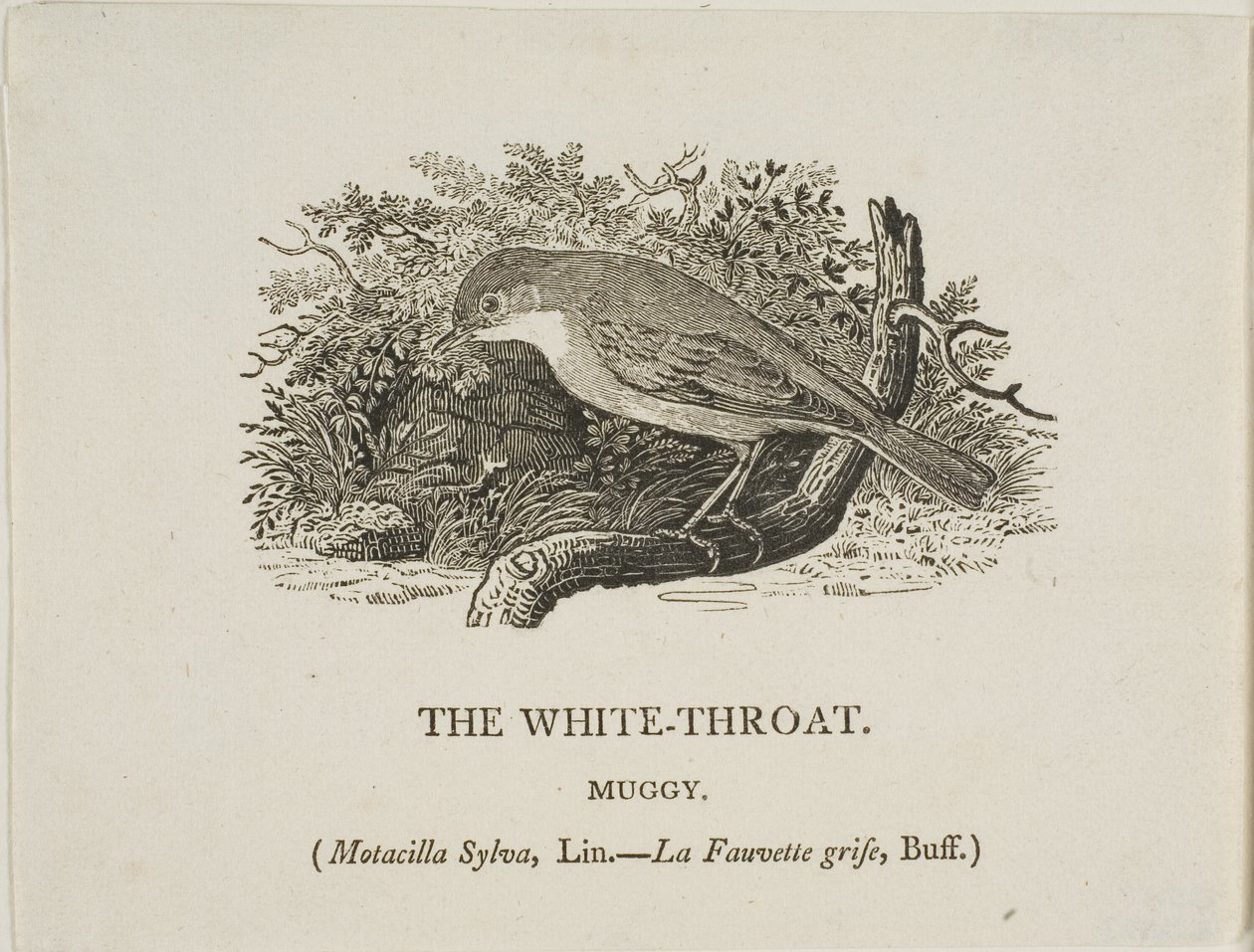White Throat (fågel) av Thomas Bewick