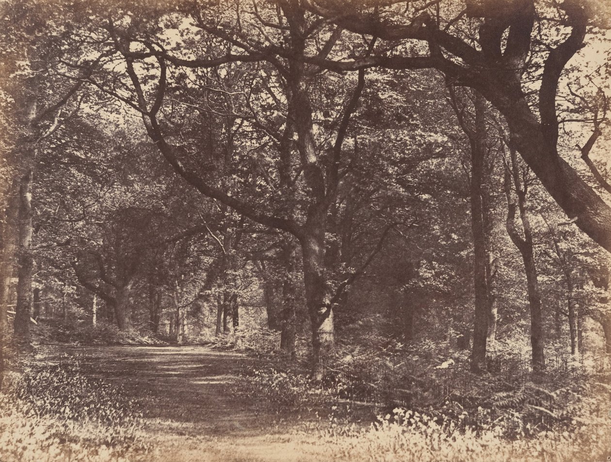 Träscen, Norton, Cheshire, 1856. av Thomas Davies